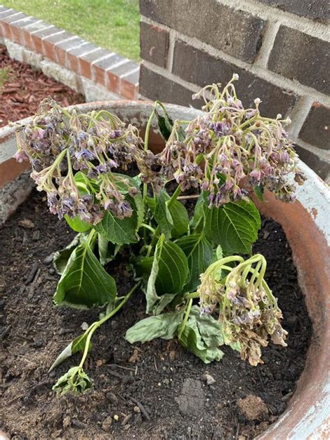 When Hydrangea Blooms Die