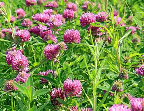 when in spring can you plant clover