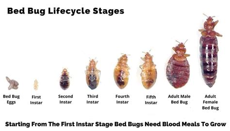 When Is A Bed Bug Infestation Bad