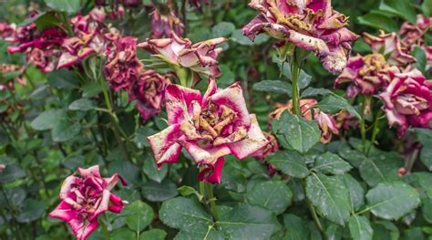 When Is A Rose Bush Dead