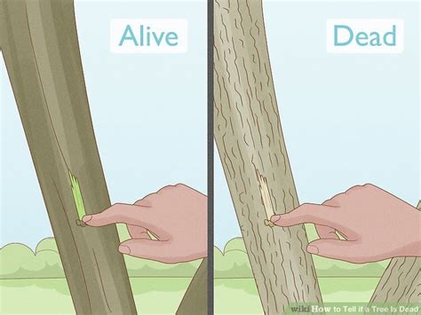 When Is A Tree Considered Dead