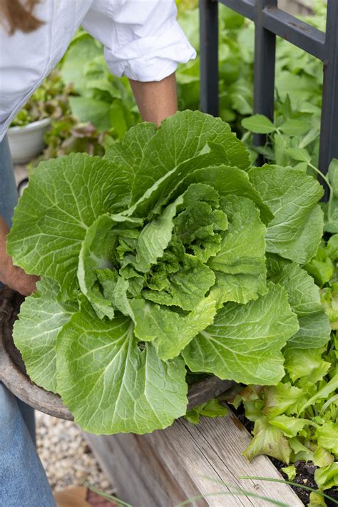 When Is Cabbage Ready To Be Picked
