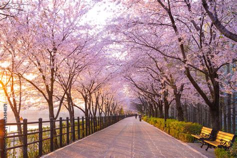 when is cherry blossom season in seoul