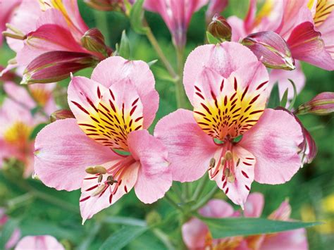 When Is It Safe To Plant Perennials In Spring