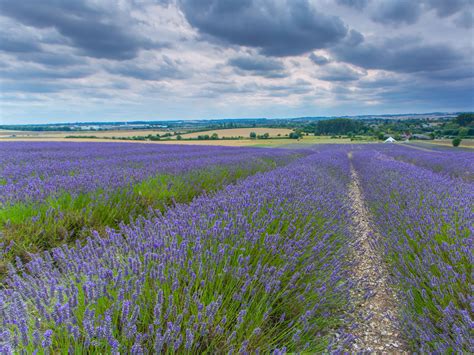 When Is Lavender In Bloom In Maui