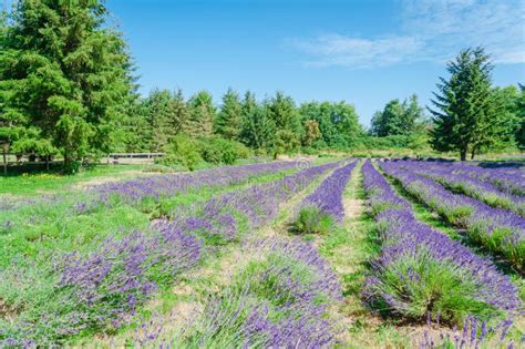 When Is Lavender In Bloom In Sequim