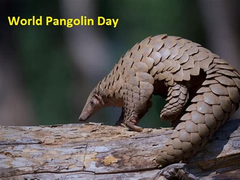 when is national pangolin day