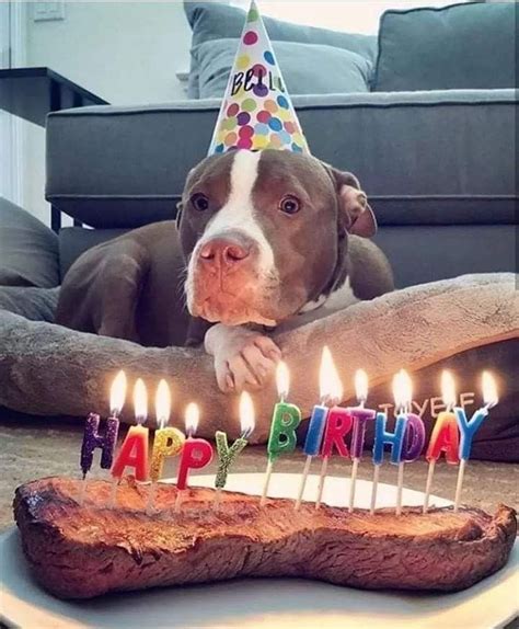 when is pitbulls birthday