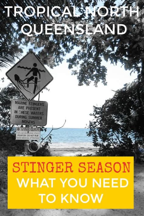 when is stinger season in qld