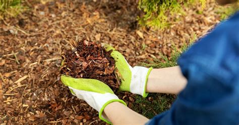 When Is The Best Time To Mulch Trees