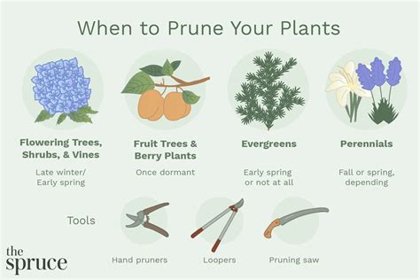Review Of When Is The Best Time To Prune Shrubs And Trees References