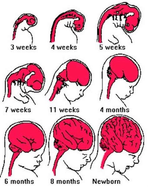 when is the brain develop in utero