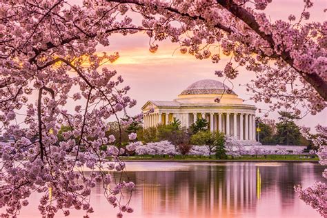 when is the cherry blossom in washington dc