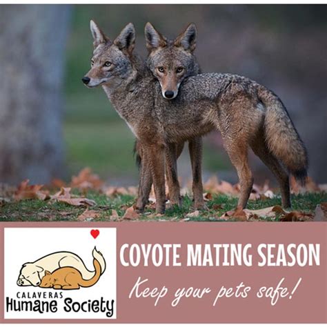 when is the coyote mating season