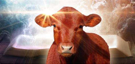 when is the red heifer sacrifice 2024