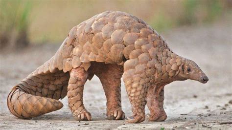 when is world pangolin day 2023