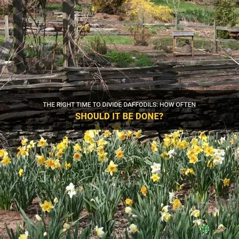 When Should Daffodils Be Divided