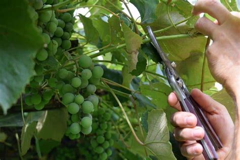 when should grape vines be cut back