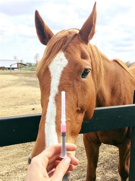 When Should Horses Get Spring Shots