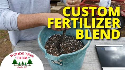 When Should I Fertilize Christmas Trees