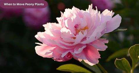 When Should I Move Peonies