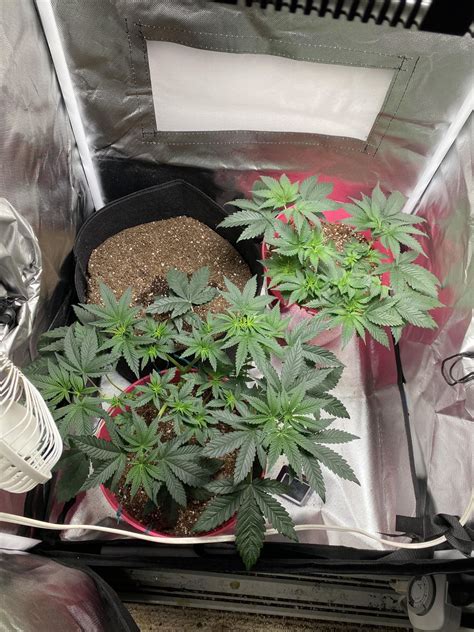When Should I Start Using Flowering Nutes