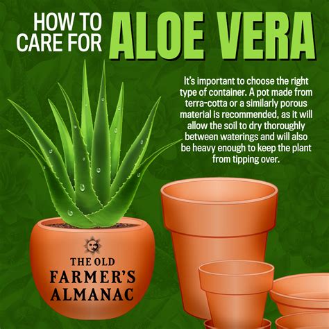 When Should We Use Aloe Vera