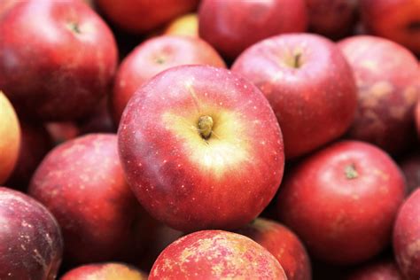When Should Winesap Apples Be Picked
