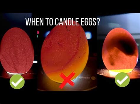 When Should You Candle Eggs
