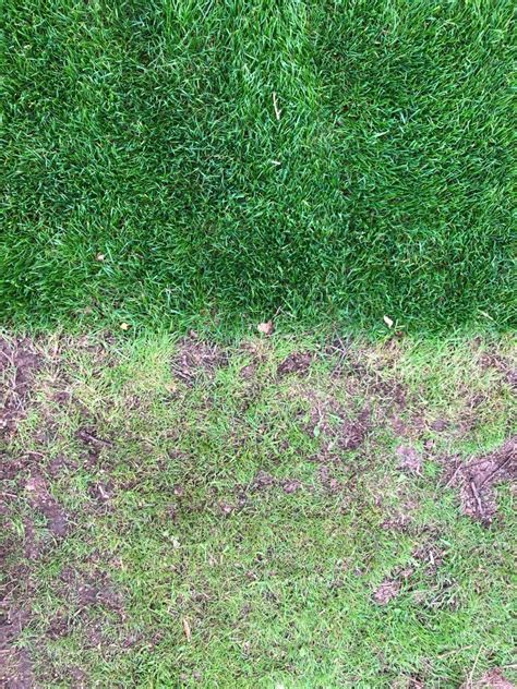 When Should You Overseed a Fescue Lawn? Charlestown