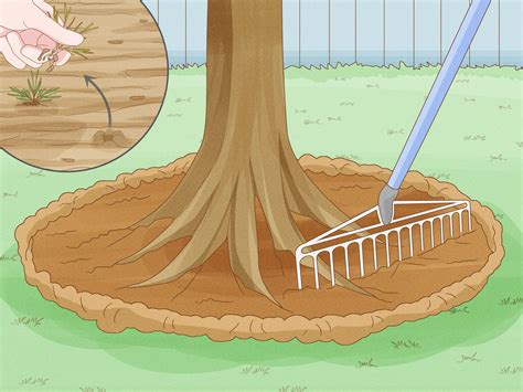 When Should You Put Mulch Around Trees