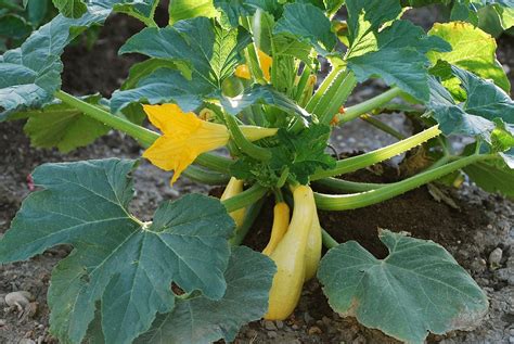 When Squash Plants Flower
