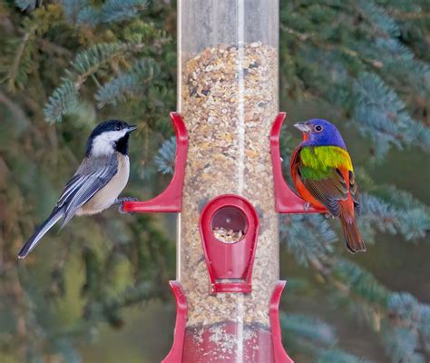 Unlock Nature's Secrets: Expert Tips for Attracting Birds at the Perfect Time