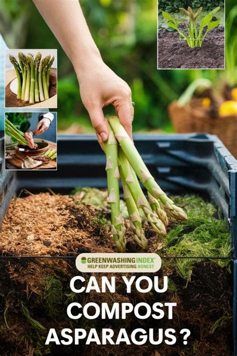 When To Compost Asparagus