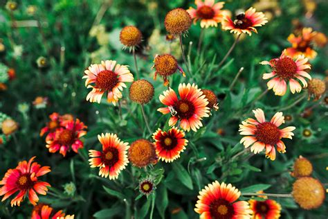 when to cut back blanket flowers