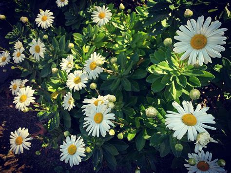 When To Cut Back Daisy Plants
