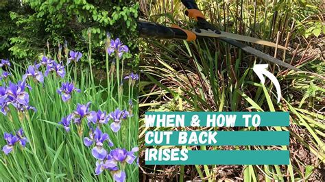 when to cut back irises in the fall