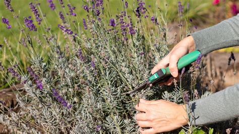 When To Cut Back Lavender For Second Bloom