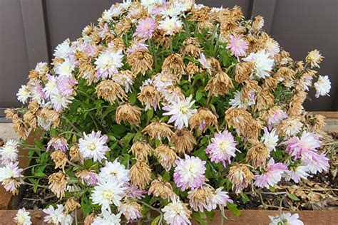 When To Cut Back Mums For Winter