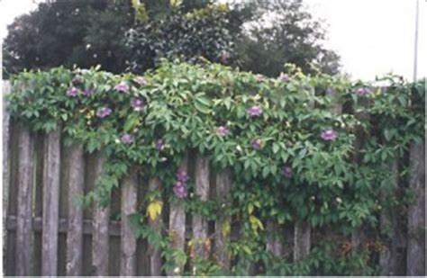 when to cut back passion flower vine
