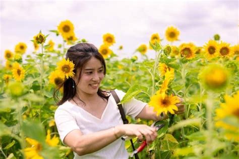 when to cut back sunflowers