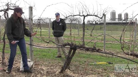 when to cut back vines