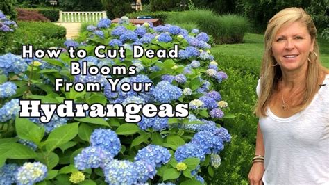 When To Cut Flowers Off Hydrangea Tree