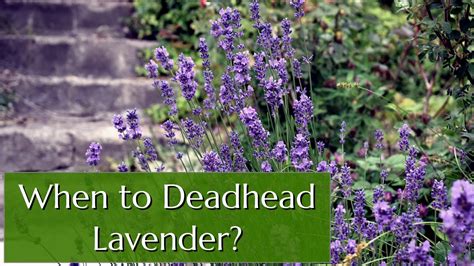 When To Deadhead Lavender