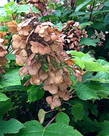 When To Deadhead Oakleaf Hydrangea