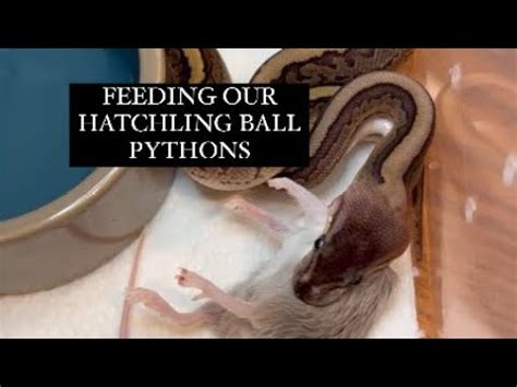 When To Feed Hatchling Ball Pythons