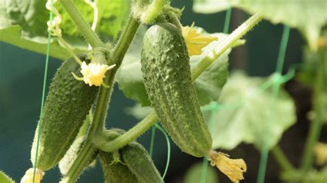 When To Fertilize Cucumbers In Pots