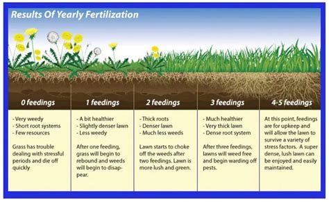 Fertilizer For New Grass The Garden