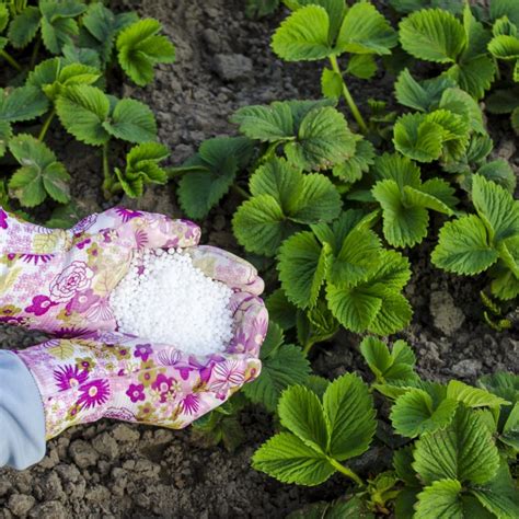 When To Fertilize Plants In The Spring