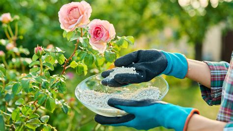 Timing Your Rose Fertilization for Maximum Bloom: When to Fertilize Roses